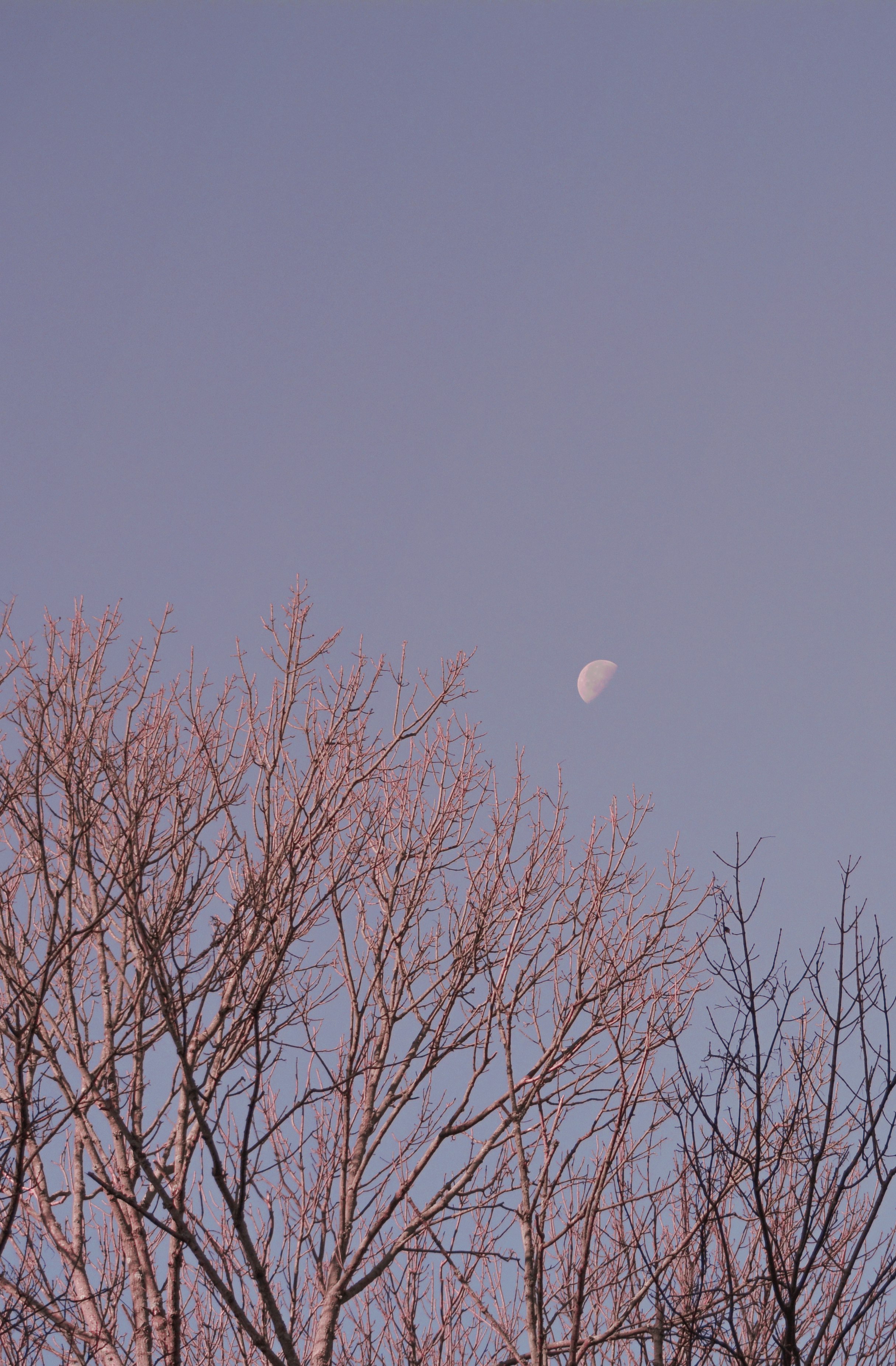 bare tree under full moon